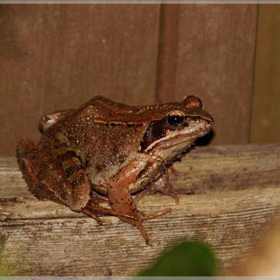 reneebluejay@mastodon.nl