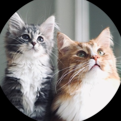 nachothekittycat@mastodon.nl