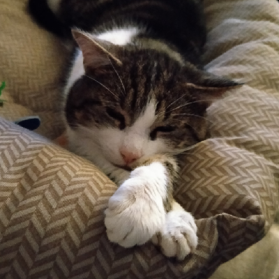 clopdebrug@mastodon.nl