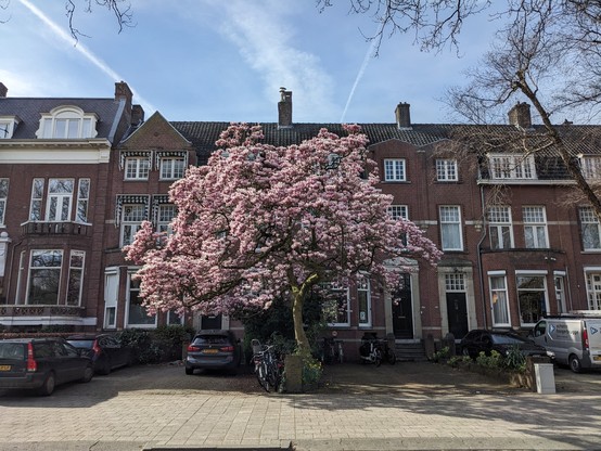 a large magnolia, at least 10 meters high, in full bloom. the sky is blue, sun is out. 
behind the magnolia are large houses.