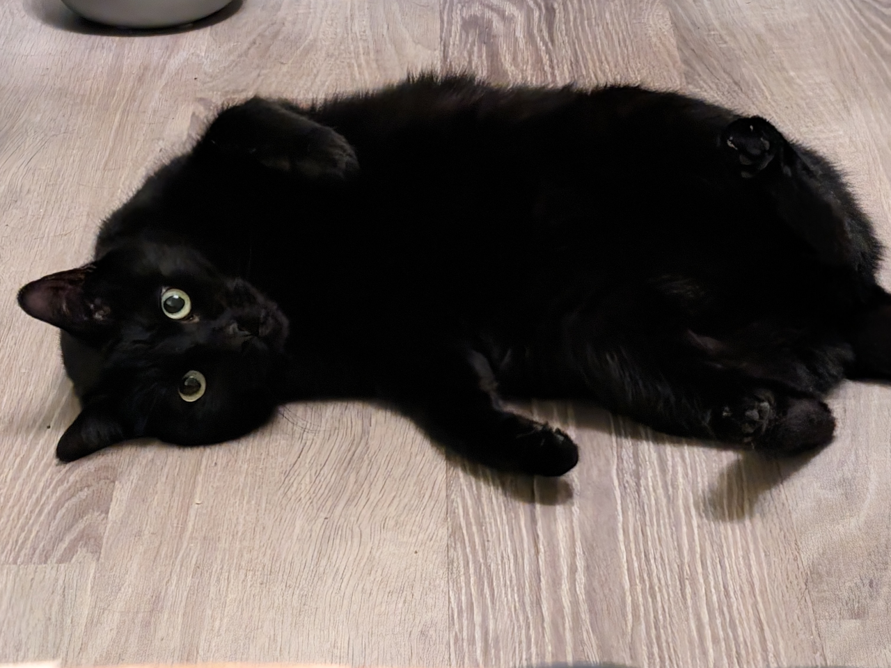 A black cat lying on the ground with his left paws in the air and belly visible (although it's all black and hard to see). He's looking at the camera.