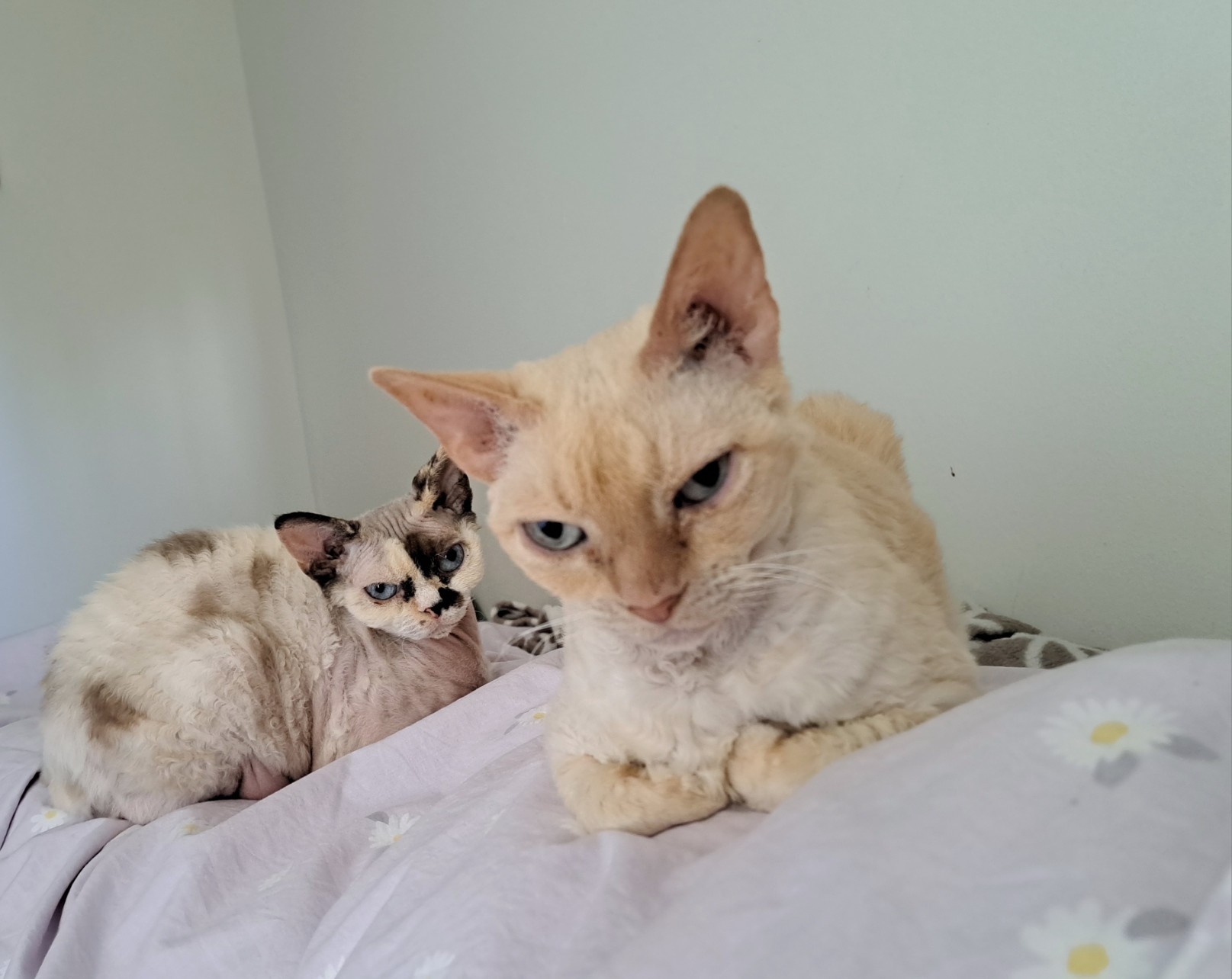 De 2 katten liggen bij mij op bed. Op de voorgrond Daisy die een crèmekleurige vacht heeft met vaag rode accenten, wat eigenlijk meer oranje is. Ze heeft haar voorpootjes netjes onder haar lijf gevouwen. Op de achtergrond Ivy die meer lichtbeige is met bruine en zwarte vlekken op haar vacht.