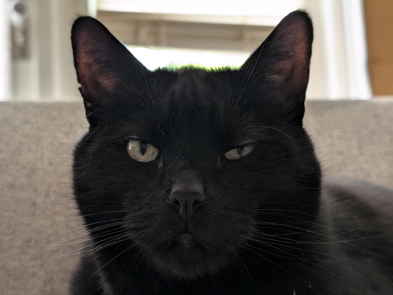 The head of a black cat looking slightly annoyed at the camera. One eye is slightly more closed than the other, like as if he raised the eyebrow on one.