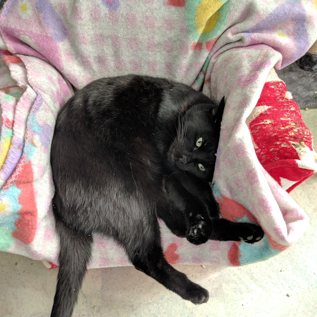 A black cat squeezing himself on a little red kid-sized chair with a blanket on it.