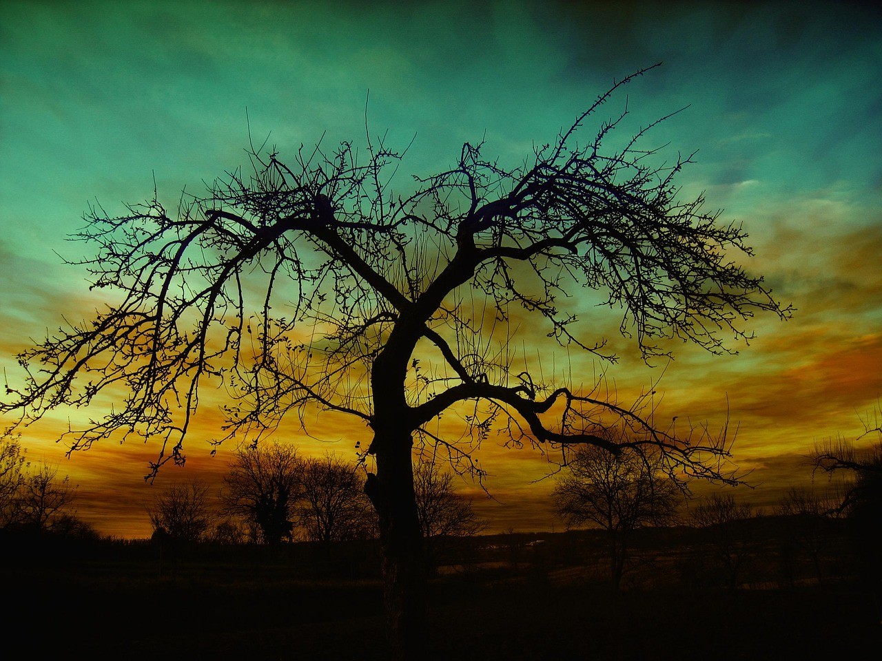 Photo of the black silhouette of a leaveless tree to a warm evening background under a clear turquoise sky 