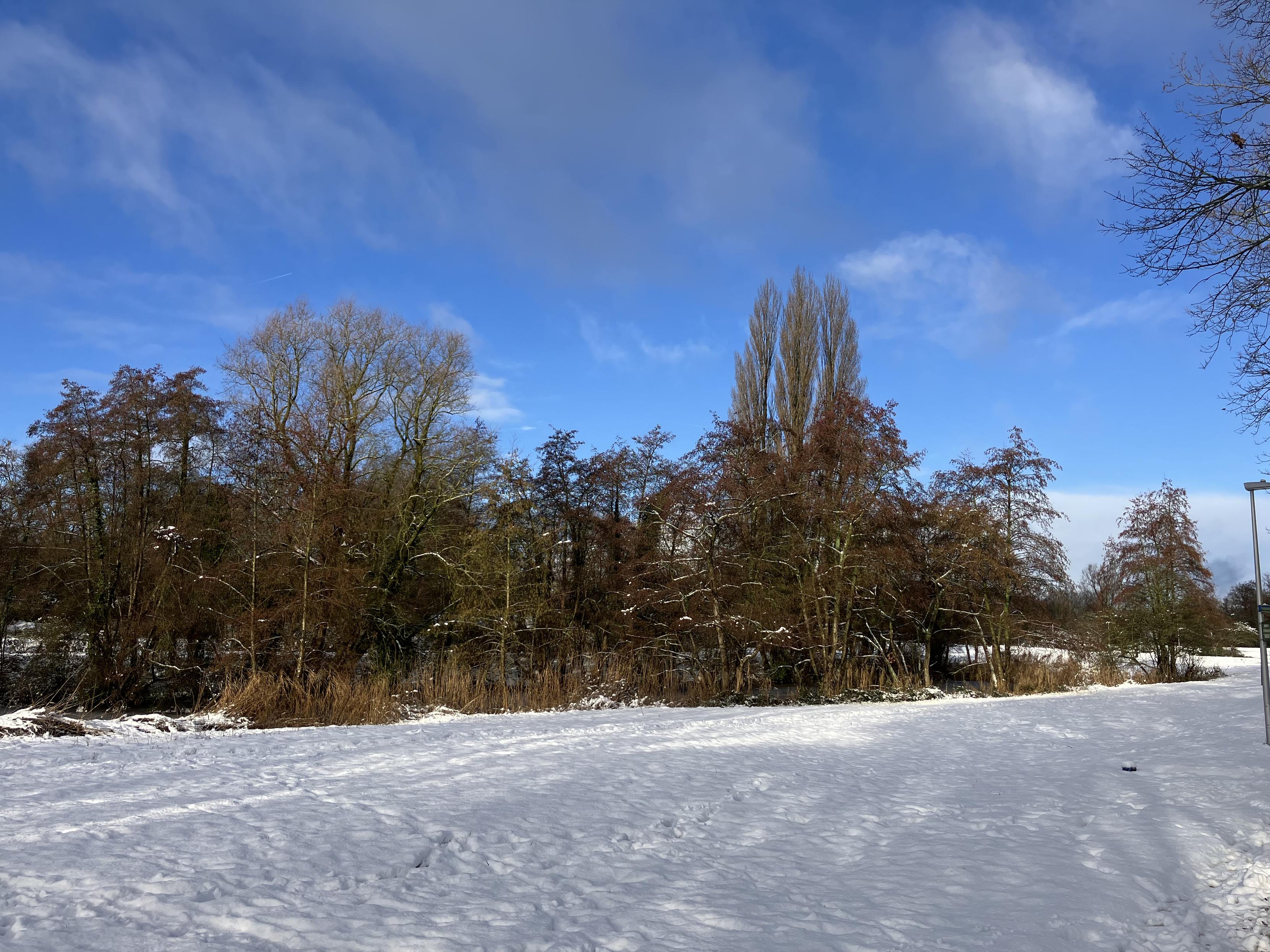 Sneeuw op de grond, bomen op vijftig meter, blauwe lucht met plukjes wolk