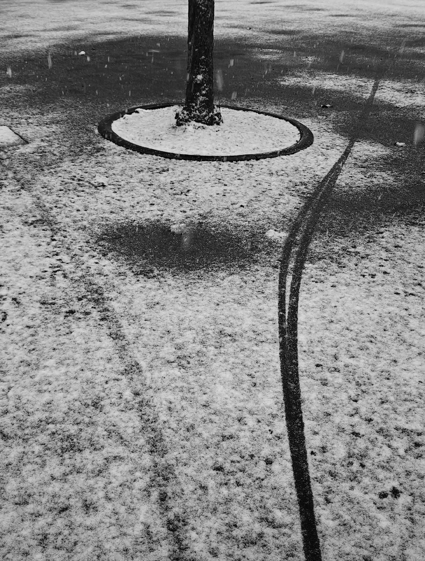 A photo of a pavement with light snow cover and some wet dark patches. A tree trunk is visible in a circular curb, and bicycle tire tracks pass on the left and right of the tree.