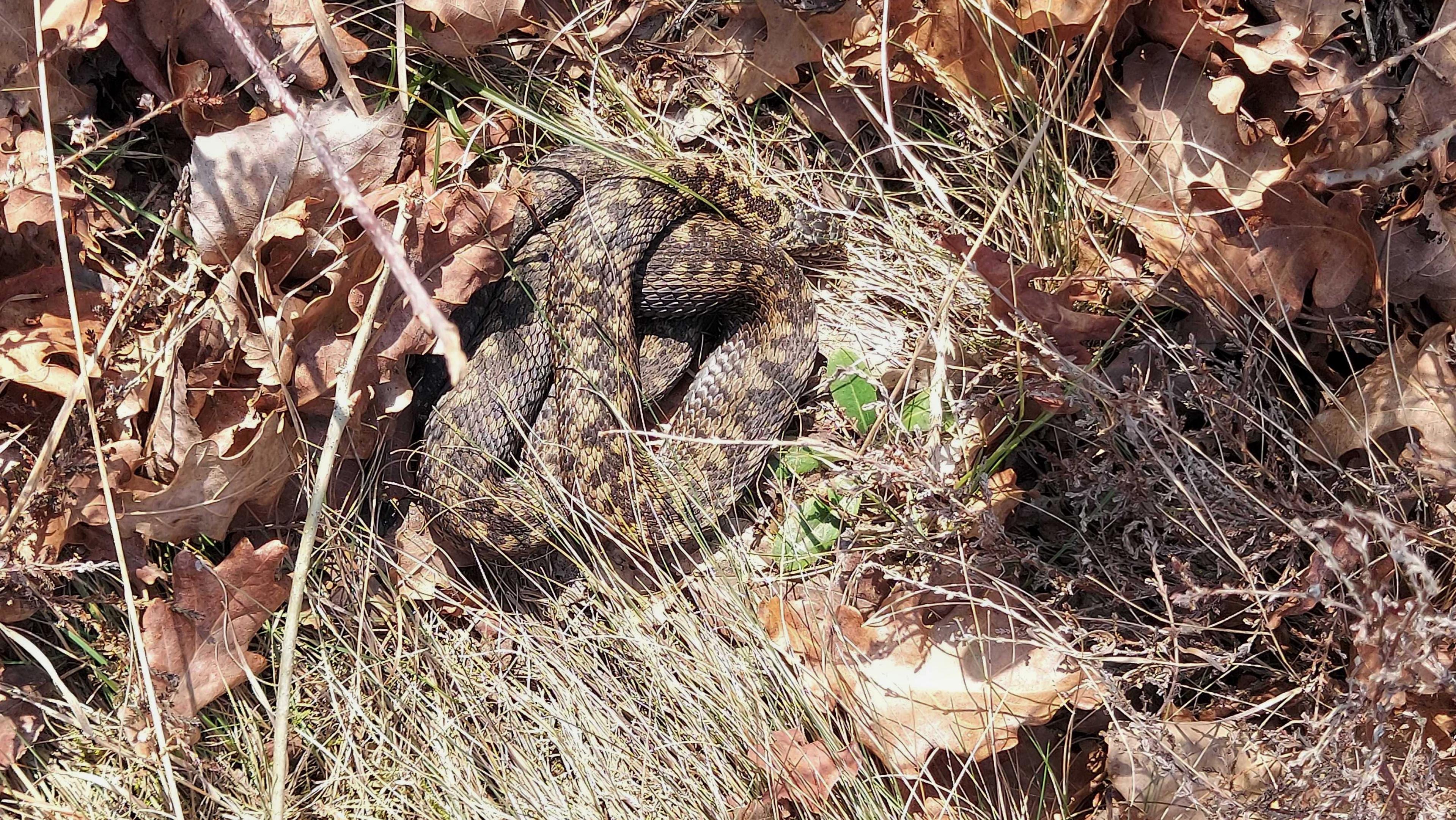 Adder