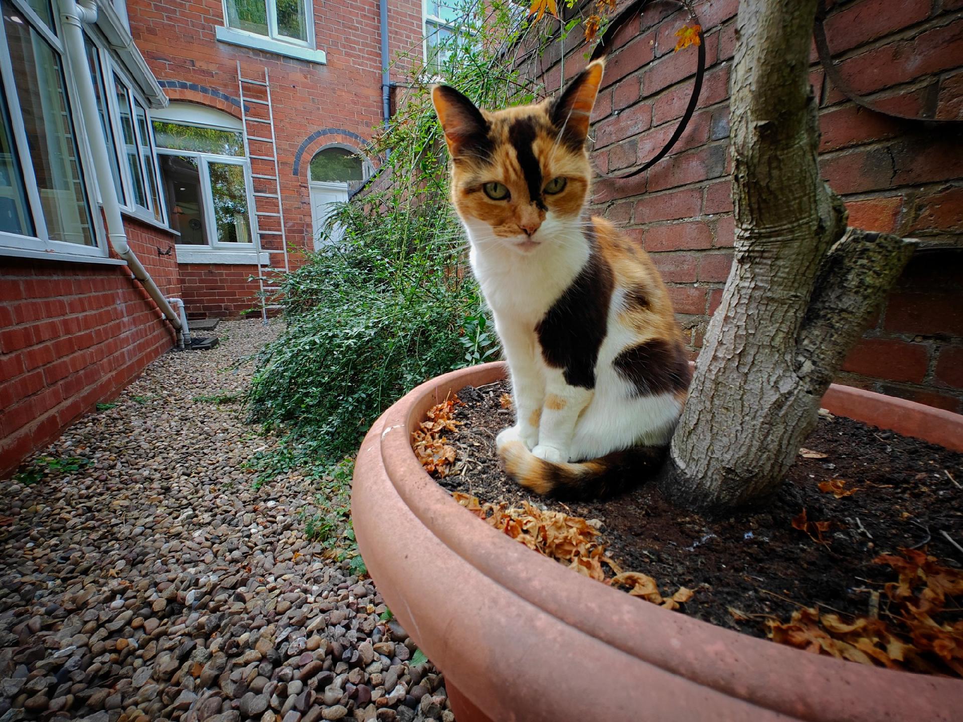 A cat with orange, black, and white fur sits in a terracotta pot beside a small tree trunk. A brick buildings, a ladder and a gravel path are visible in the background.