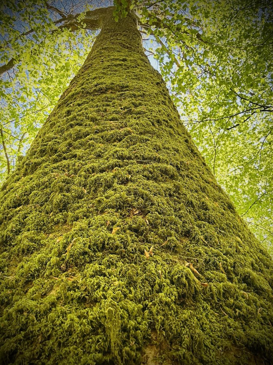 Mossy tree