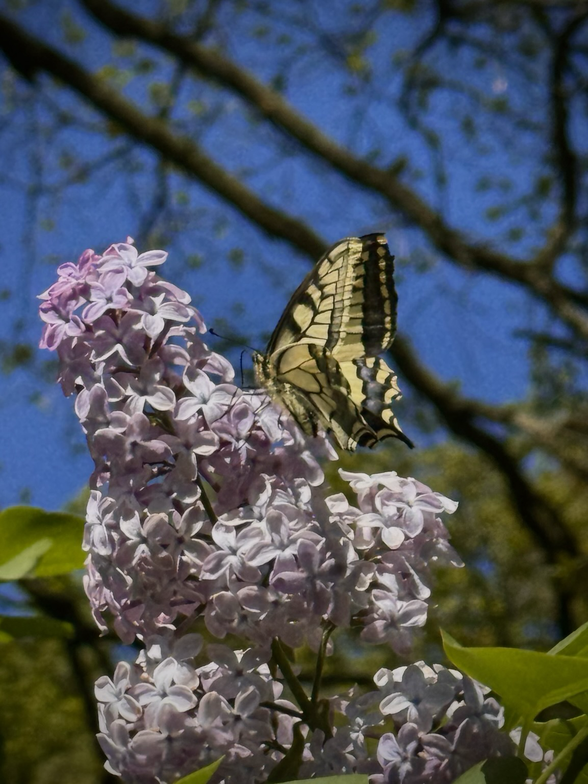 A swallowtail butterfly on a lilac flower in the sunshine.