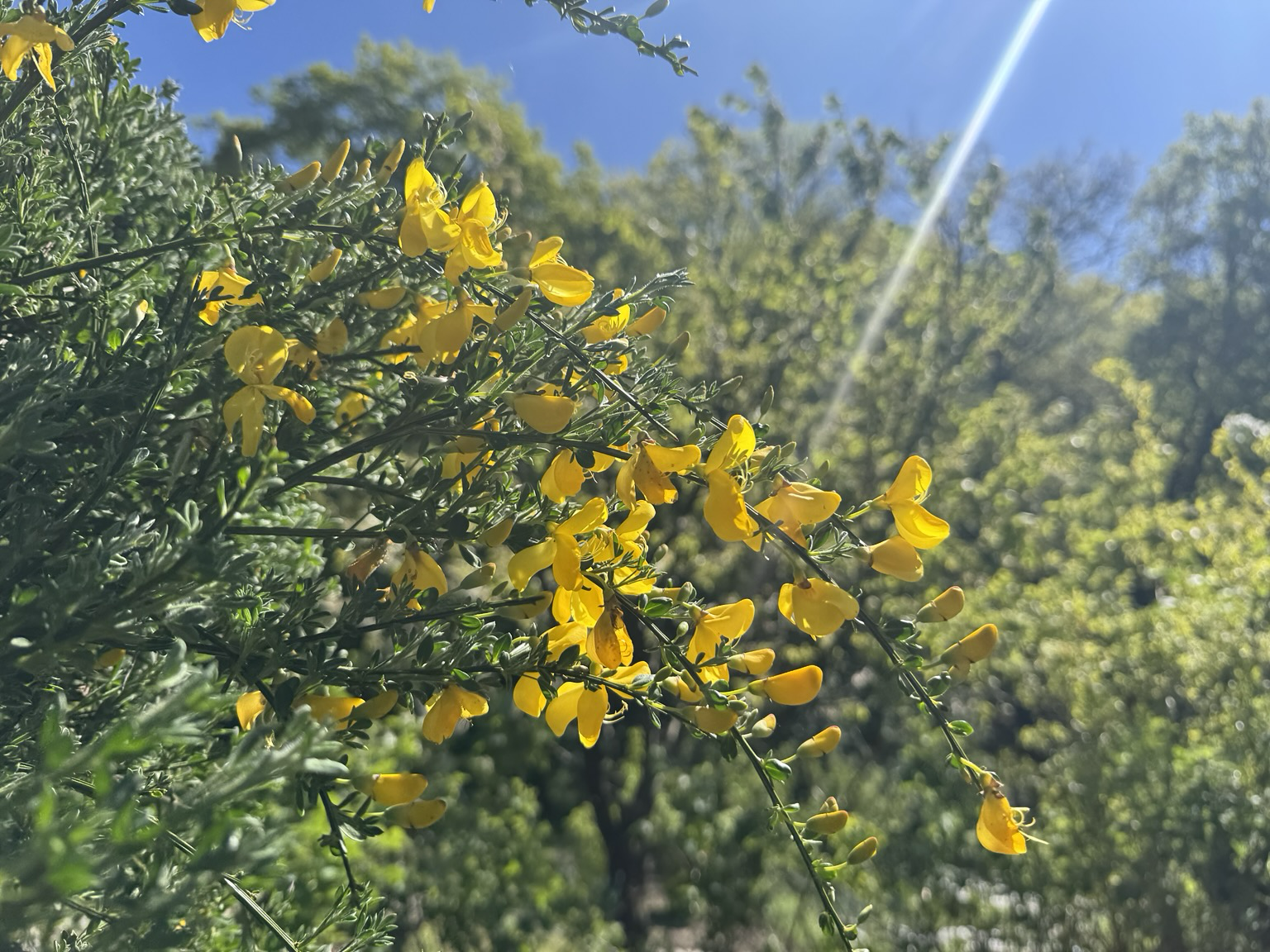 Yellow flowers and sunshine.
