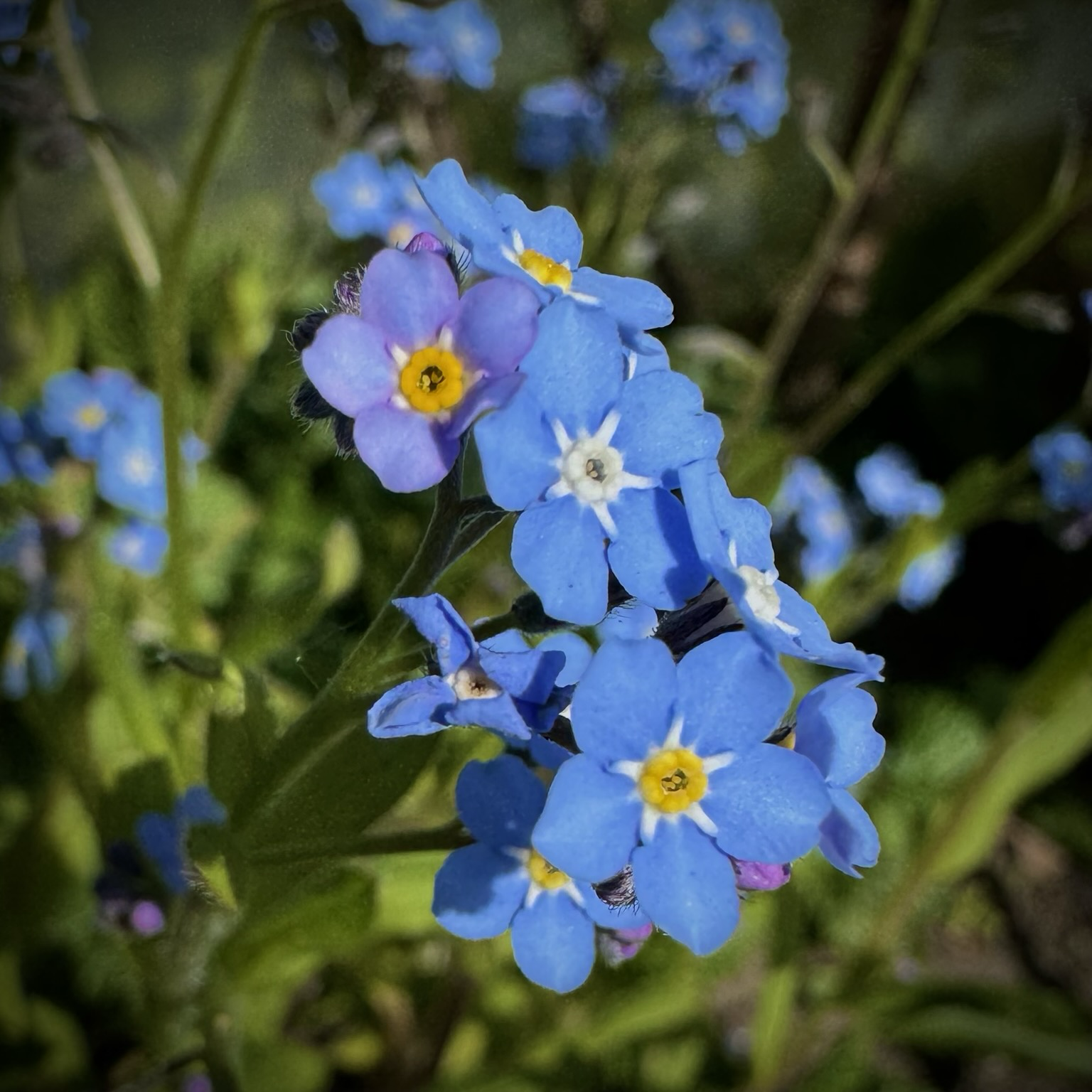 Closeup photograph of tiny blue flowers.