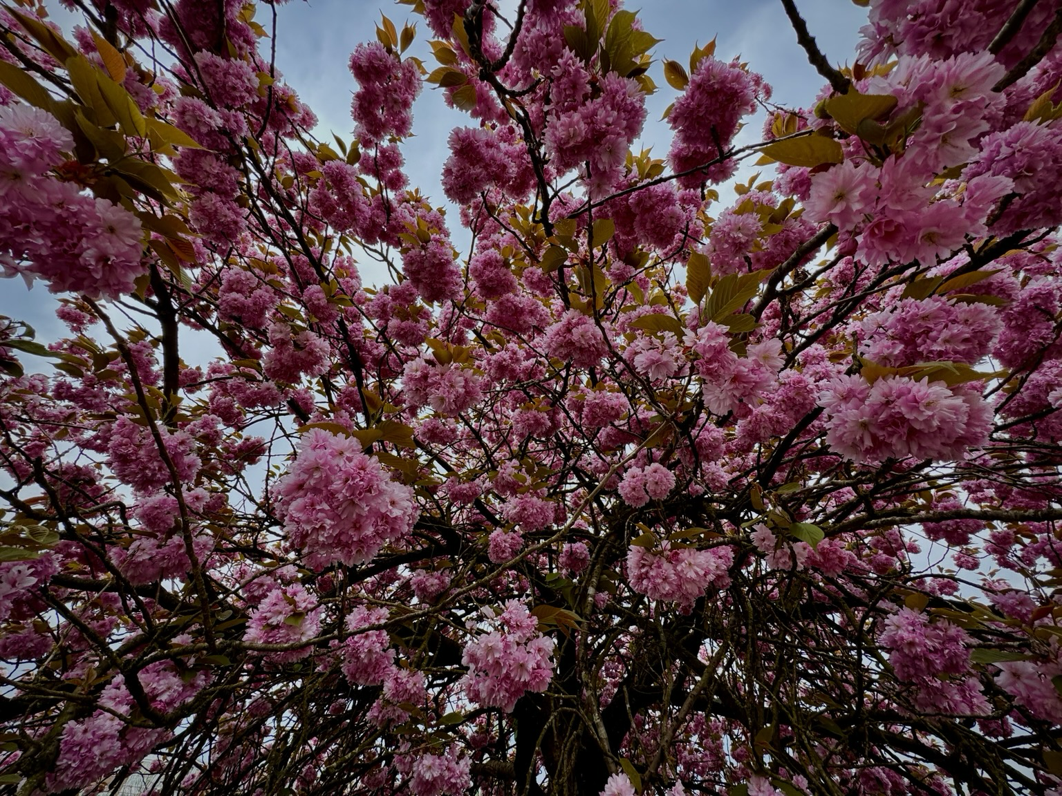Epic flowering cherry tree. Nice explosion of pink blossom.