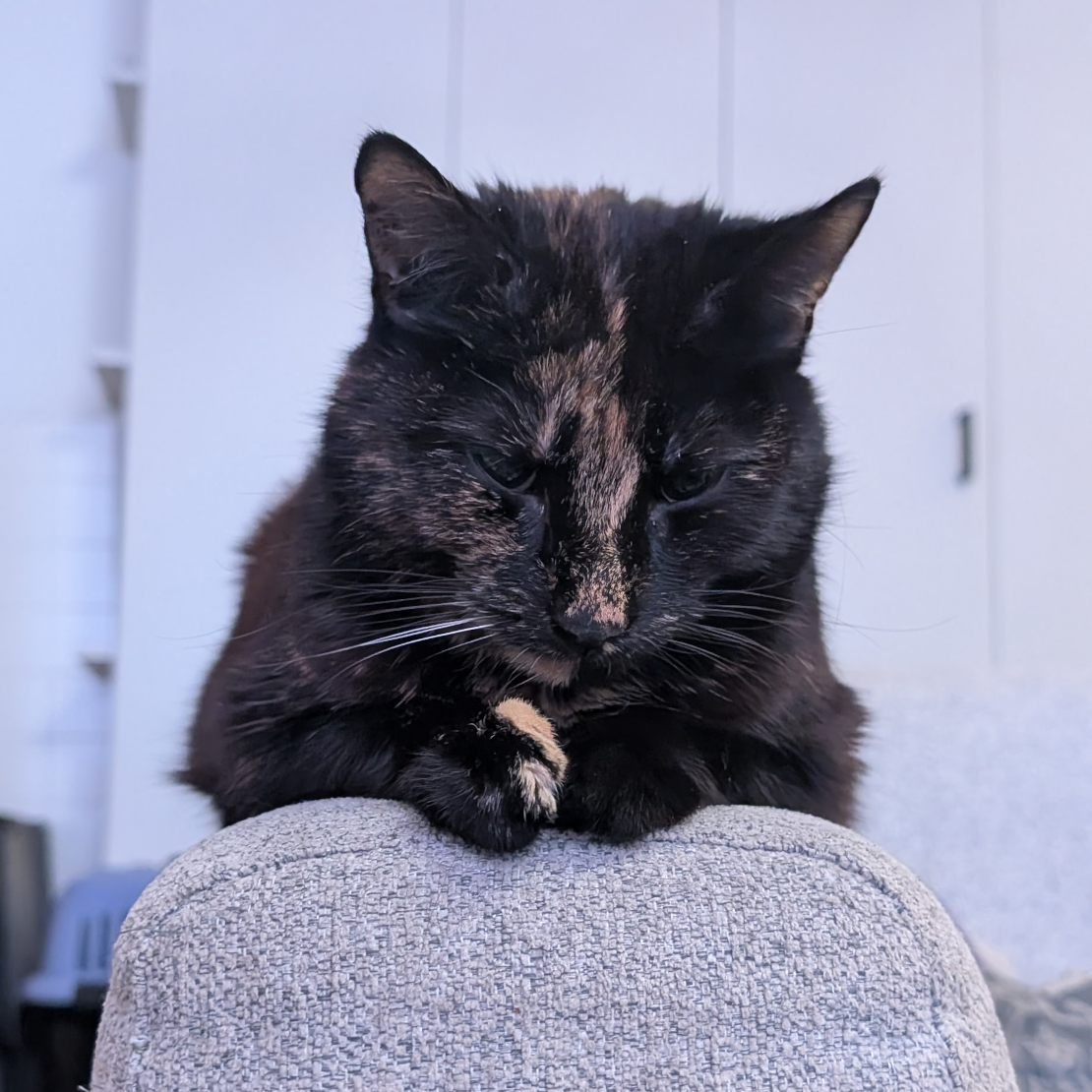 A tortoiseshell cat loafing on the arm rest of the couch, with her front paws /just/ over the edge, and she looks as if she is pondering about something important

She looks very cute (obviously)