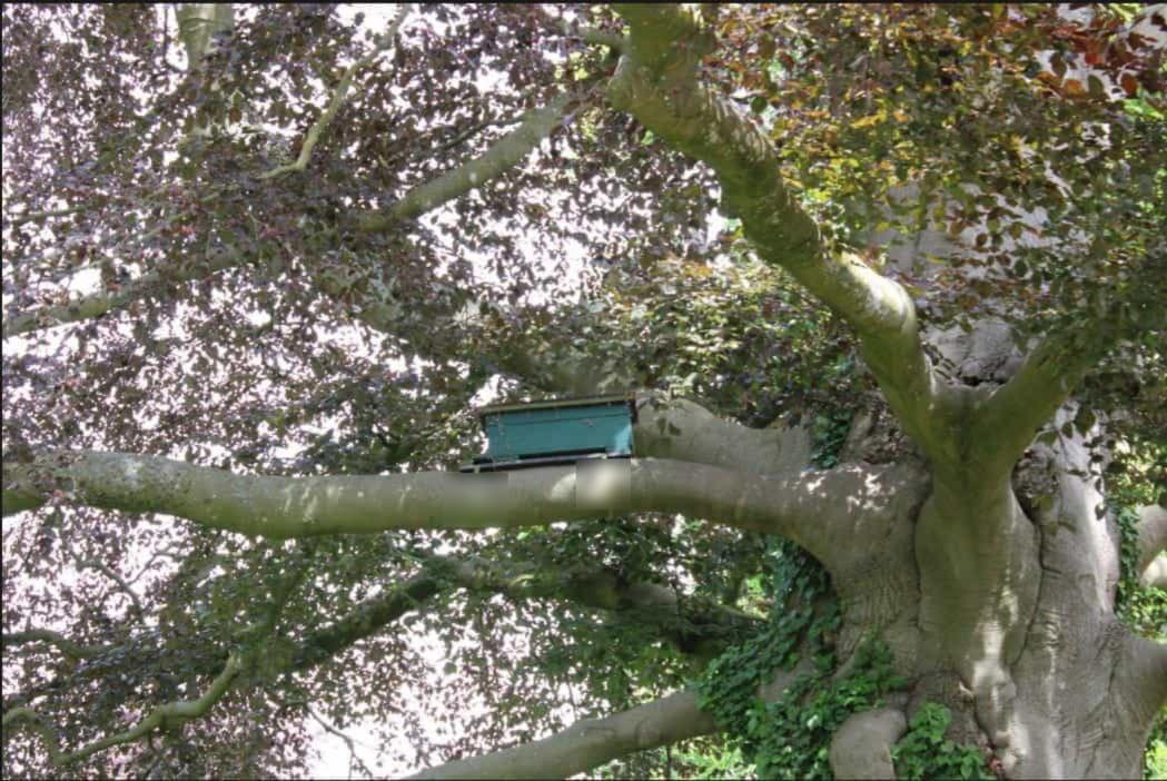 Een grote, volgroeide boom met dikke, uitspreidende takken en dicht roodachtig groen blad. Een klein groen nestkastje is stevig bevestigd aan een van de takken.