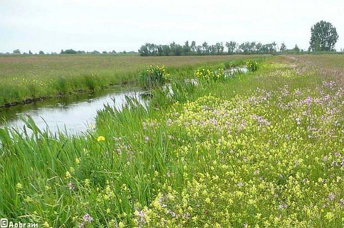 Photo of grassland with a gently meandering ditch with bankside plants, various types of grass, and various types of herbaceous plants in bloom.