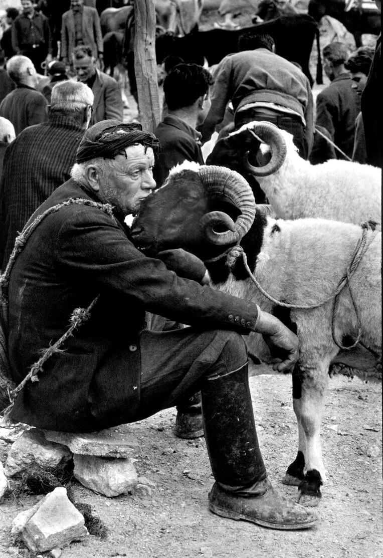 Zwart wit foto van fotograaf Constantine Manos. Oude schappsherder zit op een markt op kreta met zijn geiten. Een bok heeft zijn kop tegen zijn gezicht gelegd.