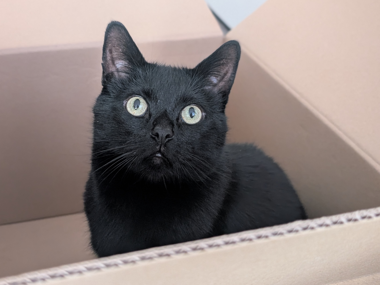 A black cat sitting in a large cardboard box
