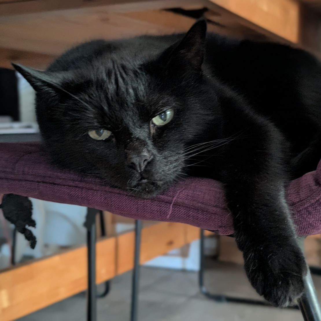 A black cat lying on a dinner table chair, with his paw reaching forward and he is looking slightly annoyed towards the camera
