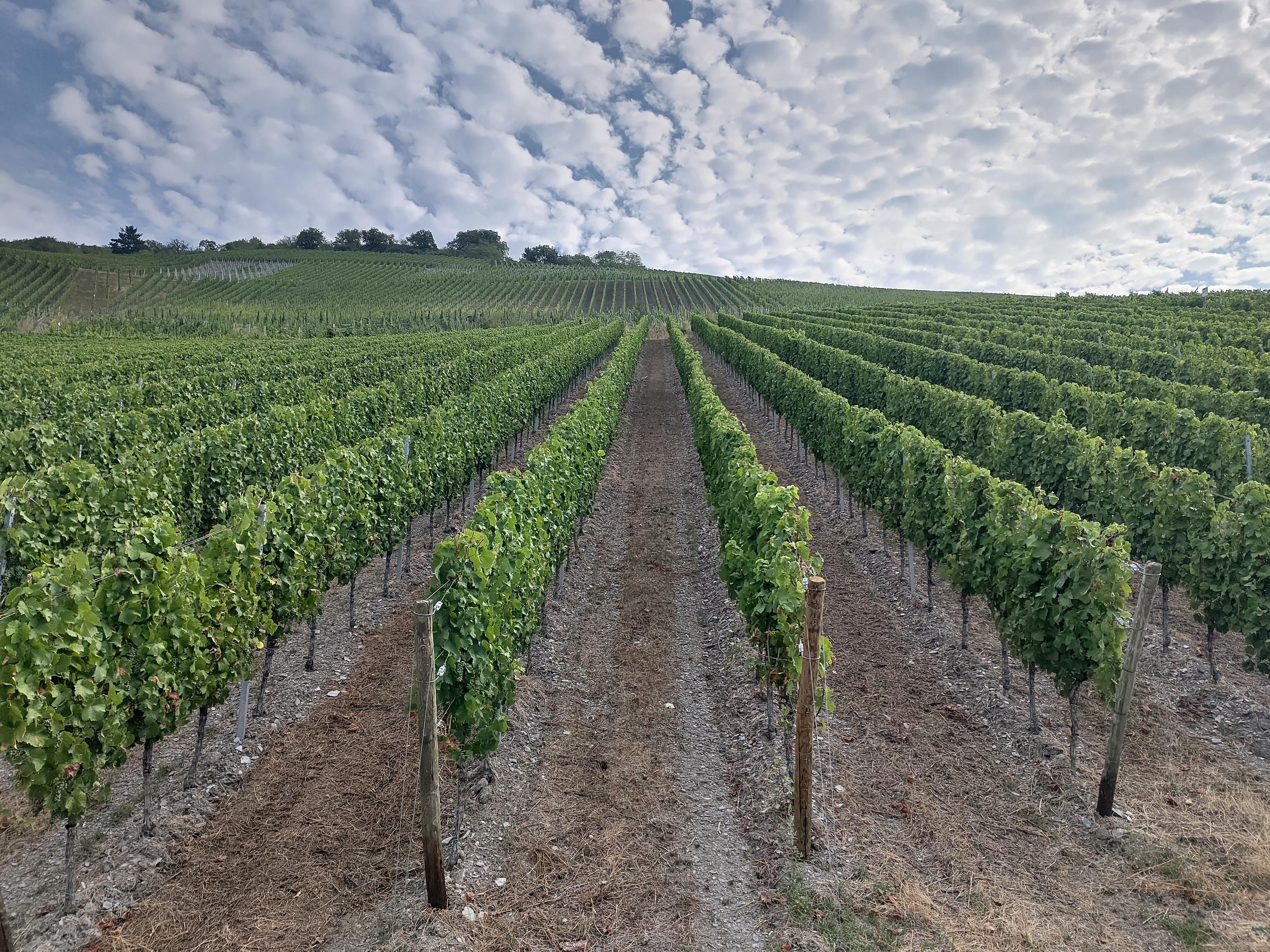 Rows of grapes growing on the river banks of the Mosel.