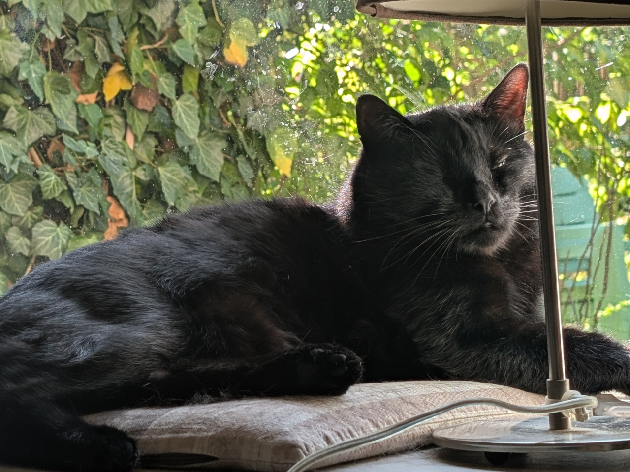 A black cat that is looking very satisfied as he lies on a pillow in the window sill