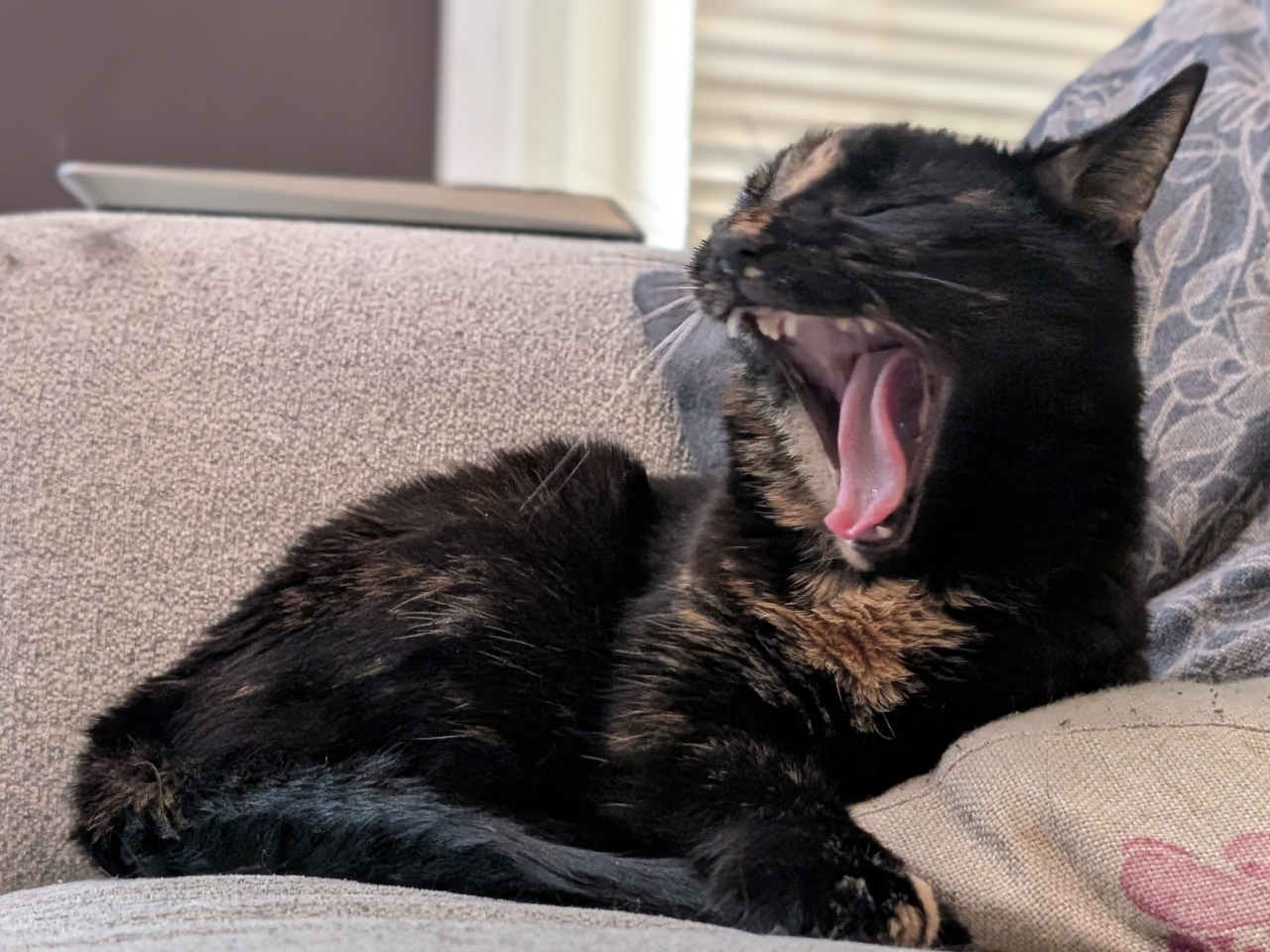 A tortoiseshell cat chilling on the cough, leaning against a pillow as she has are mouth wide open mid-yawn