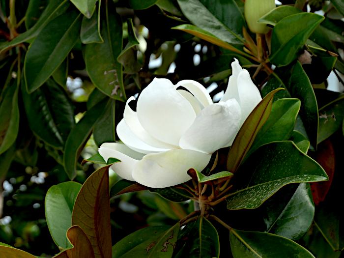 Foto van grote, witte bloem tussen donker groene bladeren