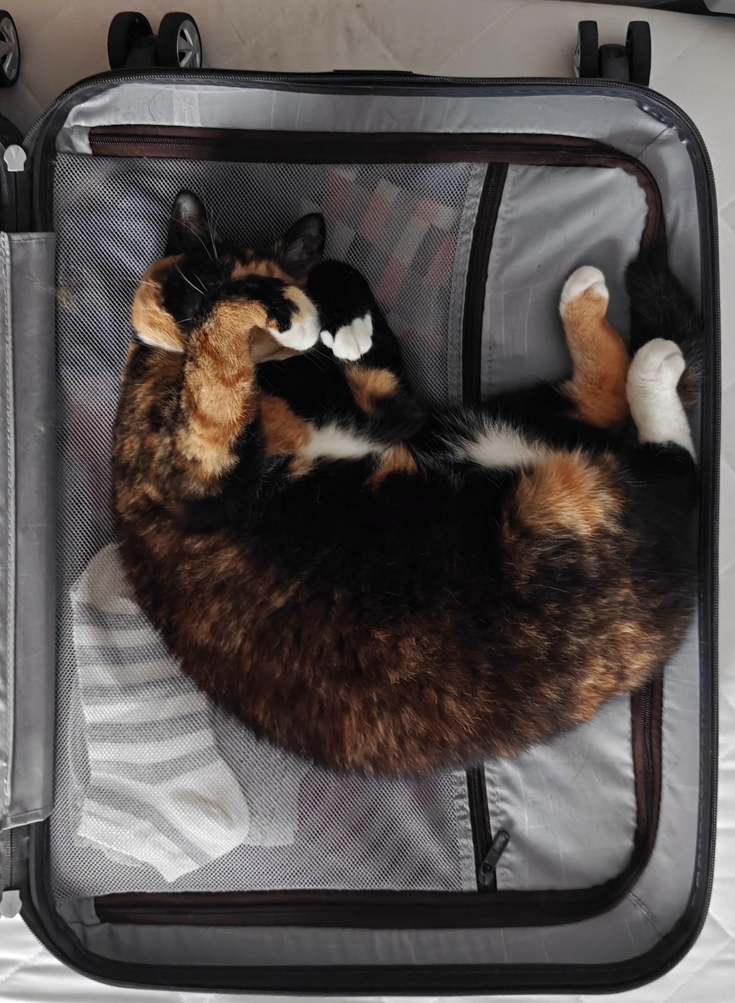 A photo looking down on a calico cat curled up inside an open, half-full suitcase.
