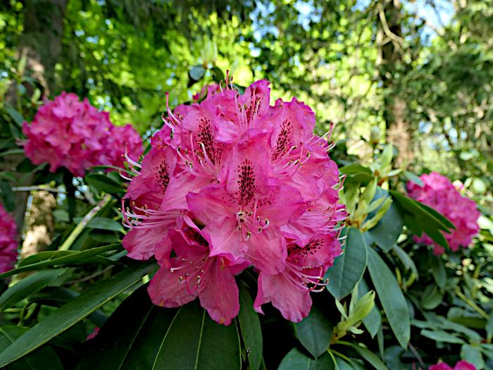Foto van roze bloem (rododendron)
