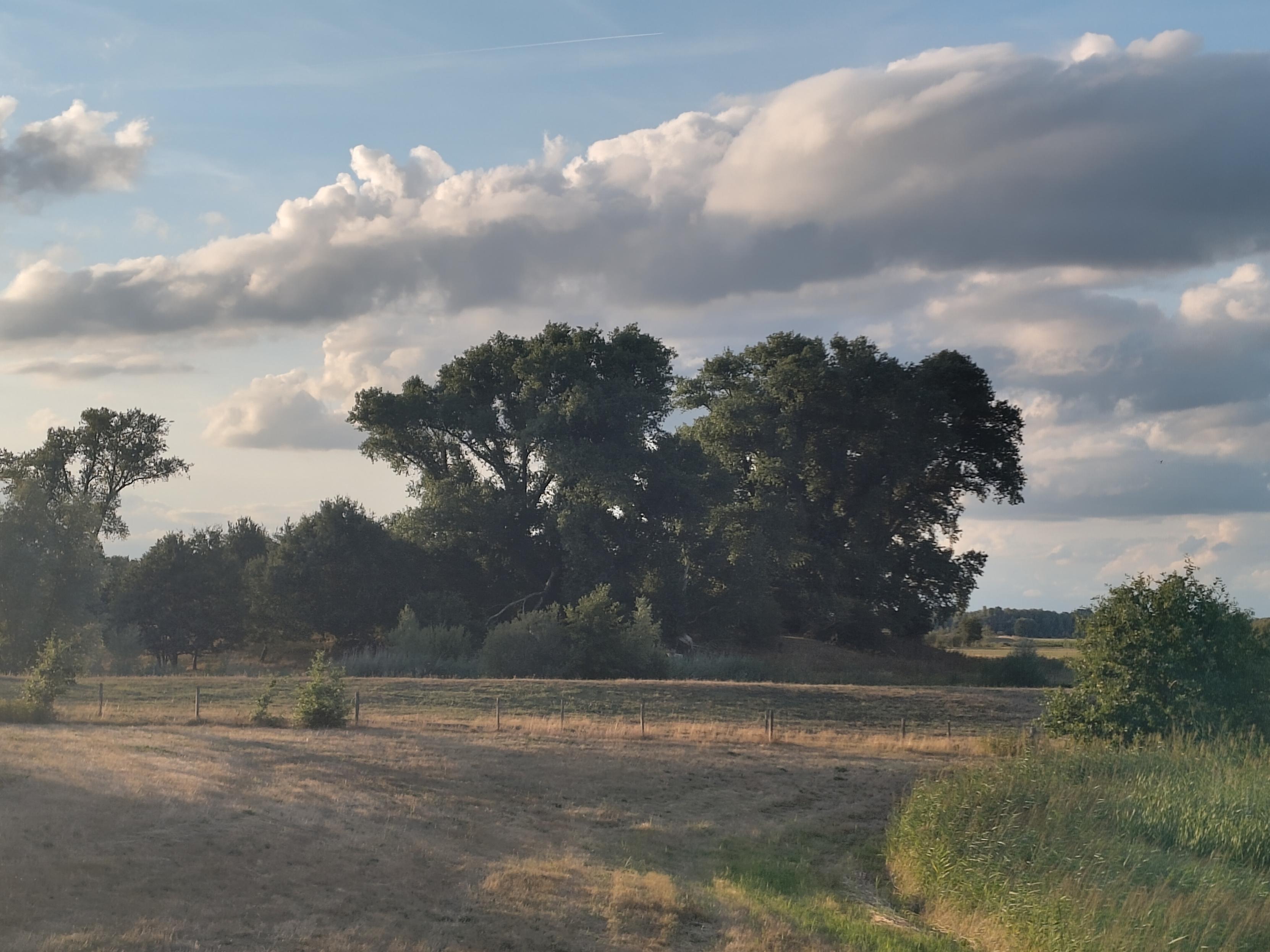 A group of trees at the end of a slightly dry field. Partly clouded sky. Photo looks a bit like an a painting by a famous Dutch landscape painter of the Golden Century.