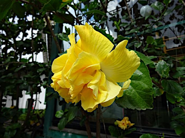 Foto van grote, gele bloem