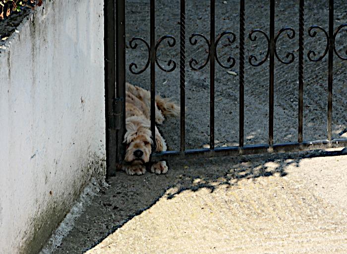 Foto van hond liggend met kop tussen spijlen van hek
