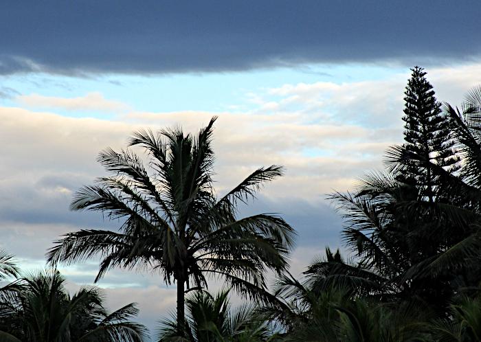 Foto van palmboom onder donkere wolk tegen achtergrond van blauwe hemel met witte wolken