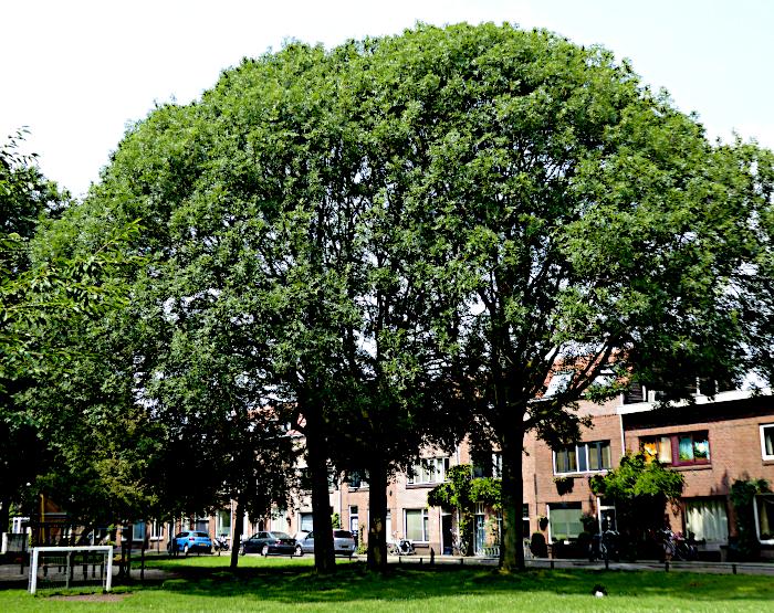 Foto van drie bomen met grote boomkruinen