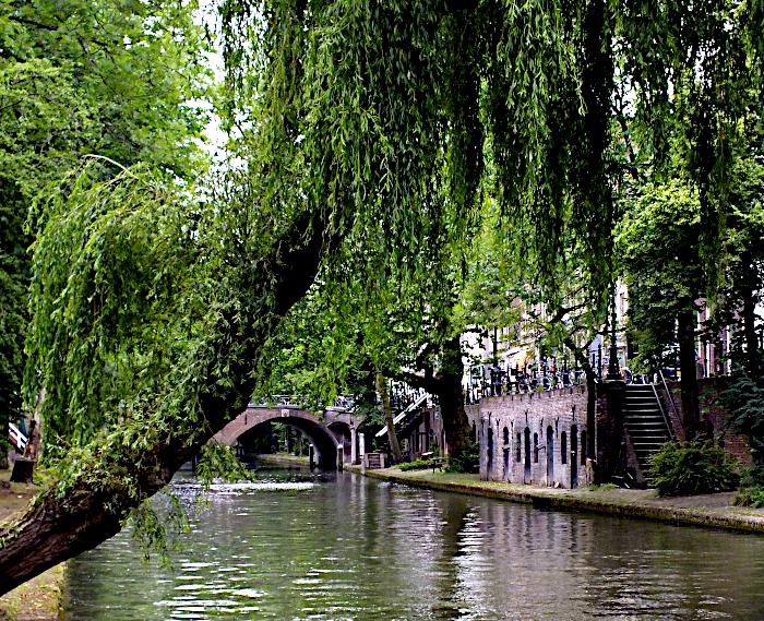 Foto van boom die schuin over gracht hangt met op de achtergrond een brug