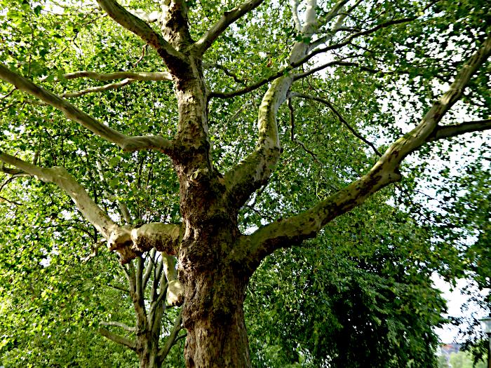 Foto van gespreide takken van kale boom tegen achtergrond van bomen vol blad