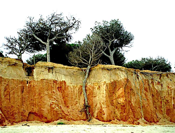 Foto van steile helling bij strand, waar door afkalving een boom naar beneden is gegleden en nu tegen de helling leunt