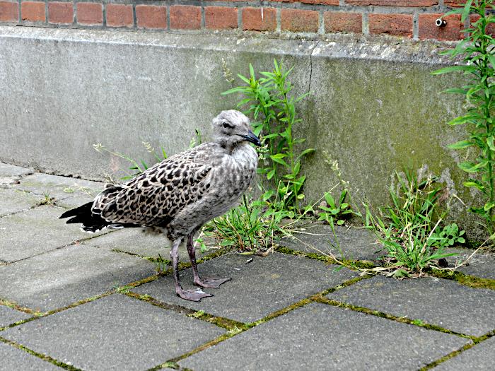 Foto van meeuw op tegels van stoep