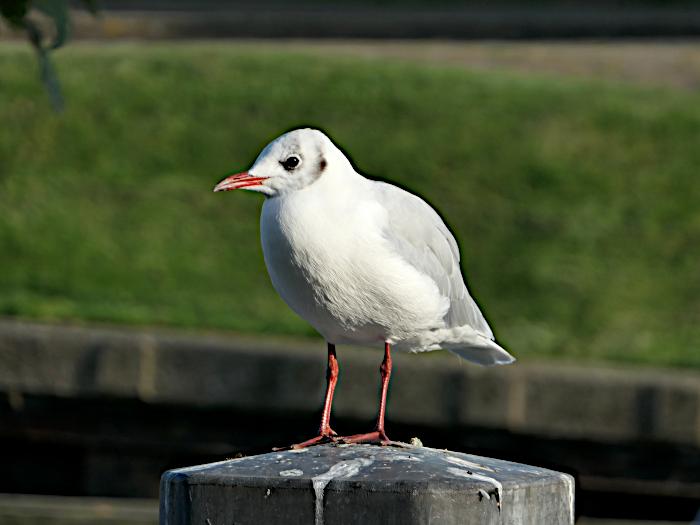 Foto van meeuw met rode poten op meerpaal